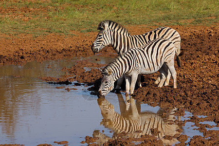 平原斑马在水坑喝水栖息地生态反射荒野口渴动物群哺乳动物破坏食草马属图片