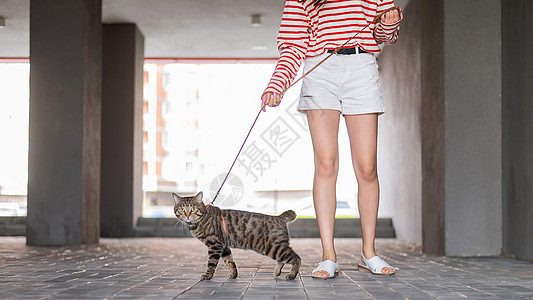 夏天 白种女人和一只猫在外屋散步裁剪哺乳动物皮带喜悦人行道街道尾巴女孩宠物探索图片