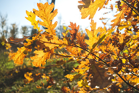 秋天五颜六色明亮的树叶在秋天公园的一棵树上摇摆 秋天五颜六色的背景 秋天背景 树上的秋叶图片