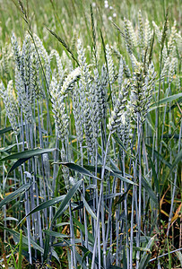 小麦的绿耳朵 在田野背景上的小麦三角生产杂交种天空农业种子植物群金子食物粮食谷物图片