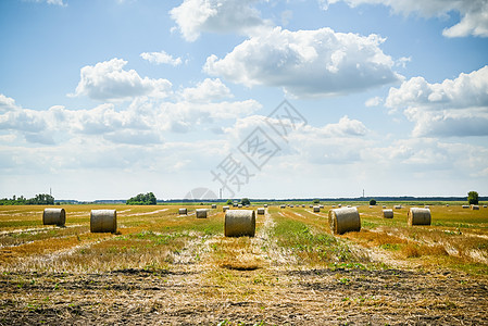 稻草堆 — 收割庄稼时留下的成堆干草堆 农场的田地 收割庄稼图片