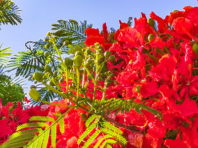 美丽的热带火焰树红花 墨西哥富丽堂皇孔雀橙色孔雀花花园植物群天堂橙子红色植物图片