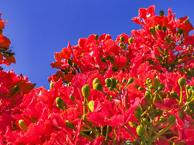 美丽的热带火焰树红花 墨西哥富丽堂皇花园橙色红色孔雀植物群植物天堂孔雀花橙子图片