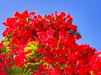 美丽的热带火焰树红花 墨西哥富丽堂皇植物植物群孔雀花园红色天堂孔雀花橙子橙色图片