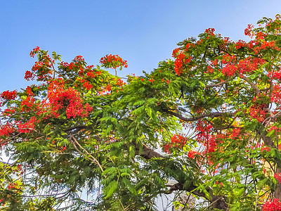 美丽的热带火焰树红花 墨西哥富丽堂皇红色植物孔雀橙色橙子植物群天堂花园孔雀花图片