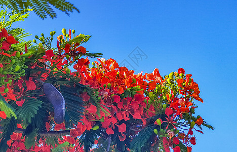 美丽的热带火焰树红花 墨西哥富丽堂皇橙子孔雀橙色植物植物群红色花园孔雀花天堂图片