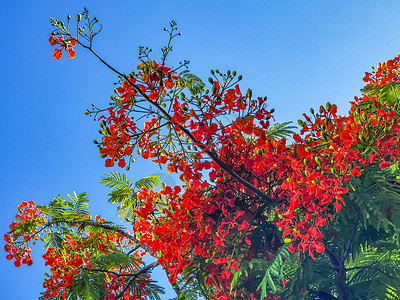 美丽的热带火焰树红花 墨西哥富丽堂皇橙子天堂植物群孔雀红色孔雀花植物花园橙色图片