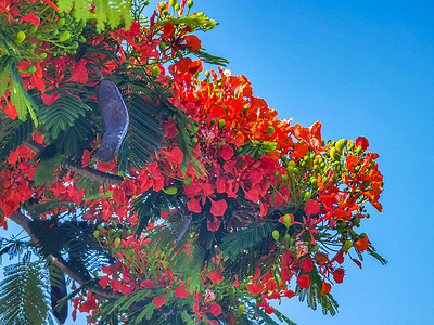 美丽的热带火焰树红花 墨西哥富丽堂皇植物植物群红色橙色孔雀孔雀花花园橙子天堂图片