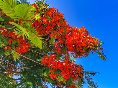 凤凰木美丽的热带火焰树红花 墨西哥富丽堂皇天堂橙子孔雀花红色植物群孔雀植物花园橙色背景