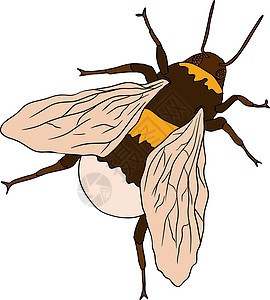甲虫彩色插图 详细的插图错误 矢量 手工绘画打印昆虫压力孩子们染色艺术森林教育花园黑色图片