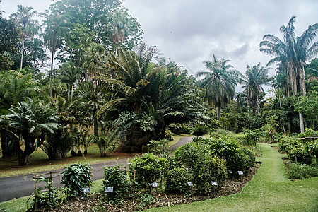 斯里兰卡Kandy Kandy的皇家植物园Peradeniya 棕榈树和灌木的美景植物群旅行叶子小路衬套生态棕榈花朵胡同树叶图片