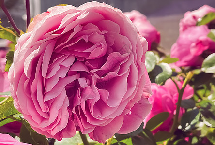 夏花花园的美丽灌木玫瑰 夏季在英格兰赫特福德郡开花 种植和园艺花瓣购物绿化花园花艺后院花朵场地园林管理图片