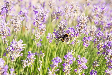 收集花蜜和授粉紫色熏衣草花的花朵花粉蜂蜜季节生物熊蜂花园动物植物群场地多样性图片