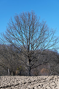 春季觉醒森林树木天空植物边缘蓝色场地农业乡村城市背景图片