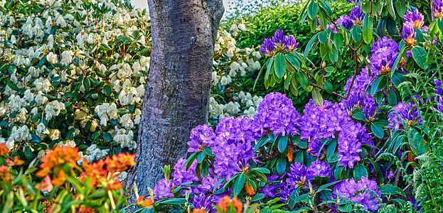 给春天加点颜色 外面有美丽的花朵脆弱性植物学花坛花园植物风景食物花头农村环境图片