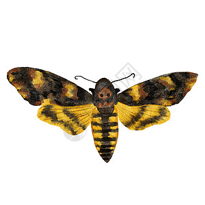 死头蛾天蛾的水彩手绘插图 自然野生动物自然逼真的蝴蝶昆虫蛾 黄棕夜种 虫翅有纹路印图片