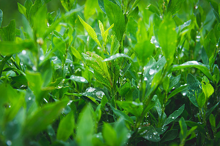 草地上下垂 清晨绿草叶 夏日新鲜叶子植物雨滴生长环境宏观植物群绿色花园场地图片