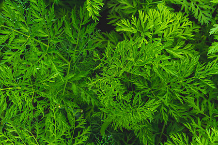 绿色草原背景 绿叶与水滴密闭植物生活花园雨滴液体环境植物群宏观生长叶子图片