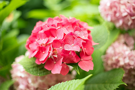 明亮的红花和绿色叶子背景 是新鲜的时尚花园公园植物学植物绣球花树叶衬套植物群大叶花瓣图片