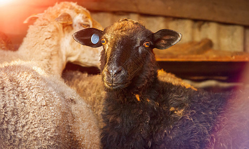 羊群在棚子里 羊群在牧草地上 牲畜在谷仓里食物哺乳动物农场动物家畜农村宠物牧场配种乡村图片