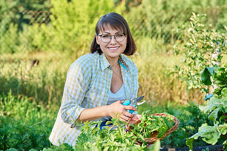 微笑的女人在夏天的花园里收割着巴西尔树叶生长园丁草药收获生活方式烹饪生态园艺植物食物图片