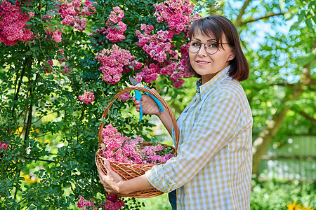 夏季日 在花园照顾玫瑰花丛的妇女灌木衬套工具生长玫瑰剪刀女士工作季节玫瑰丛图片