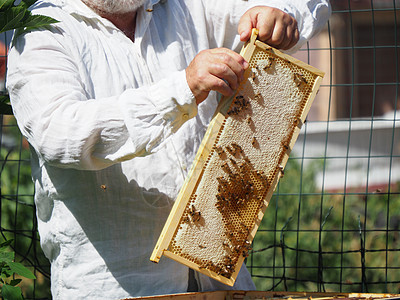养蜂大师拔出一个带蜂蜜的框 从蚁群中的蜂巢里提取出来生物帽子六边形蜂蜡工作工人收获蜂窝蜜蜂昆虫图片