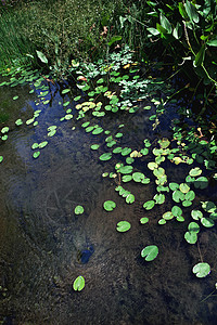 夏季池塘中的植被图片