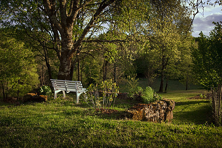 黄昏时的森林长椅植被植物树木农村石头绿色橡木花园图片