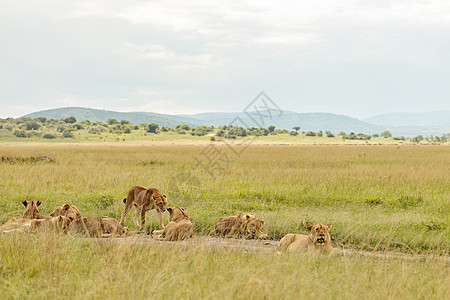 在干草的田地上栖息的 美洲狮牧群图片