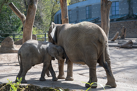 大象在德国绿动物园里 喝着妈妈送的牛奶动物园母亲荒野食草哺乳动物记忆象牙森林动物皮肤图片