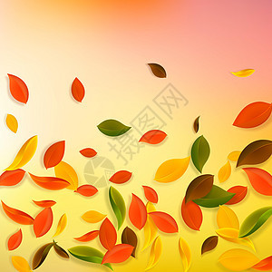 秋天落叶 红 黄 绿 棕C卡片飞行叶子生物生态销售学校墙纸植物群快乐背景图片
