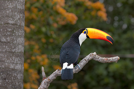 巴西南马托格罗索情调野生动物摄影森林黑色栖息观光动物树枝丛林图片