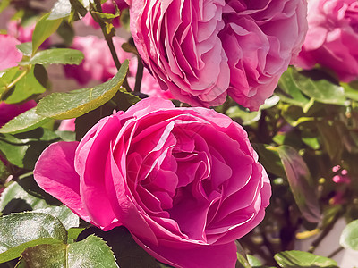 夏花花园中美丽的灌木玫瑰 夏季在英格兰赫特福德郡开花 种植和园艺花园生长晴天绿化花坛园林英语花艺植物花盆图片