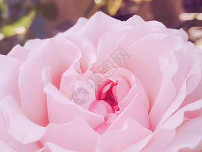 夏花花园的美丽灌木玫瑰 夏季在英格兰赫特福德郡开花 种植和园艺店铺温室购物场地植物花瓣花朵英语后院中心图片