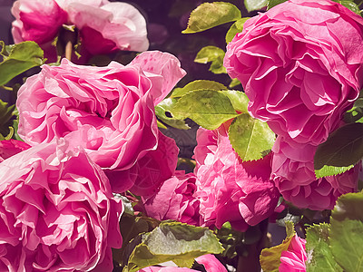夏花花园中美丽的灌木玫瑰 夏季在英格兰赫特福德郡开花 种植和园艺环境绿化中心花盆晴天生长场地花艺园林植物图片