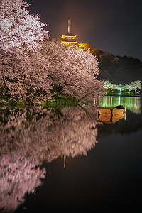 樱花三角夜情感庭园景点木板财产胜利樱花传统旅游精神图片