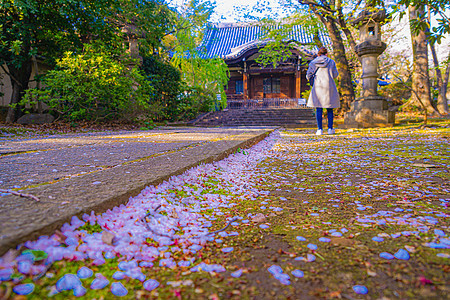 的樱花花东京岛区街景寺庙蠕虫建筑机构花瓣樱花植物池塘粉色图片