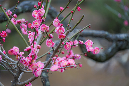 奥久山梅花园白梅红梅花叶子植物梅花粉色花园木头花瓣图片