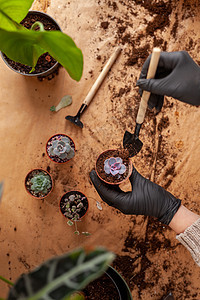 家庭花园的概念 为移植家用植物做准备工作 笑声园艺栽培热带地面花盆工具叶子植物学土壤幼苗图片