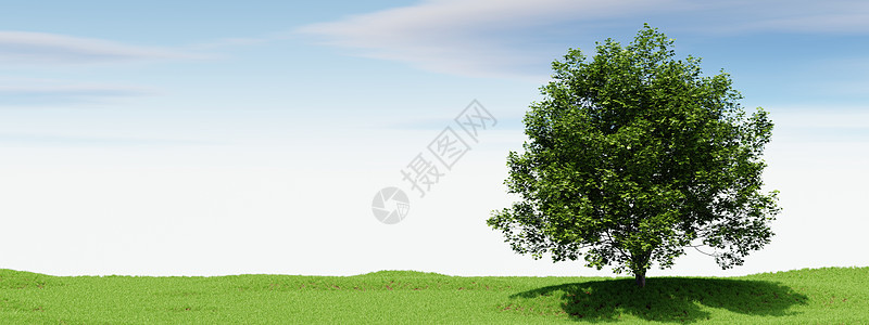 有蓝天空背景的大树 自然和景观概念 3D 插图场地植物农村橡木农业季节环境生长木头草地图片