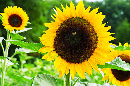 黑黄两条蜜蜂 蜜蜂 授粉向日葵都紧闭了花园蜂蜜花瓣宏观花蜜昆虫植物学太阳植物群叶子图片