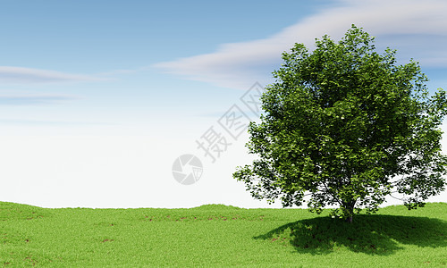 有蓝天空背景的大树 自然和景观概念 3D 插图土地蓝色地平线树木生态植物叶子草地横幅农业图片