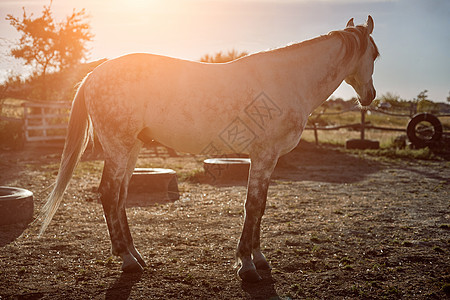 美丽 安静 白马在垫地等着活动跑步动物栅栏螺柱场地骑术骏马宠物农业图片
