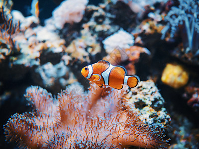 海洋水族馆中的海葵和小丑鱼 黑色背景盐水两栖海洋热带珊瑚海洋生物荒野单眼皮动物生活图片