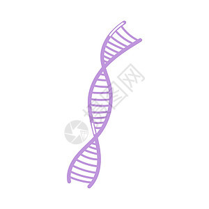 白色背景上的矢量平面手画样式图解 双DNA helix图片