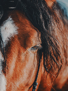 棕色种马 棕色运动马的肖像图片