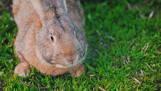 灰兔子吃草眼睛植物高清图片