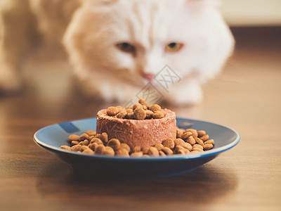 白毛猫喜欢吃干燥和罐头食物 苏格兰高原直食动物午餐盘子毛皮清晰度动物群头发条纹成人营养图片