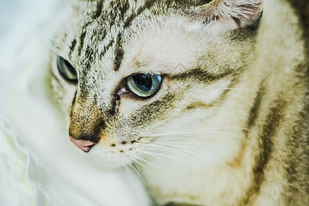 棕鹦鹉的肖像 小猫小猫可爱宠物朋友动物哺乳动物虎斑毛皮头发猫咪婴儿爪子眼睛说谎图片